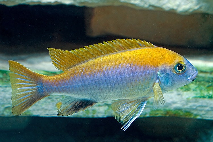 Gephyrochromis moorii 'Msuli'